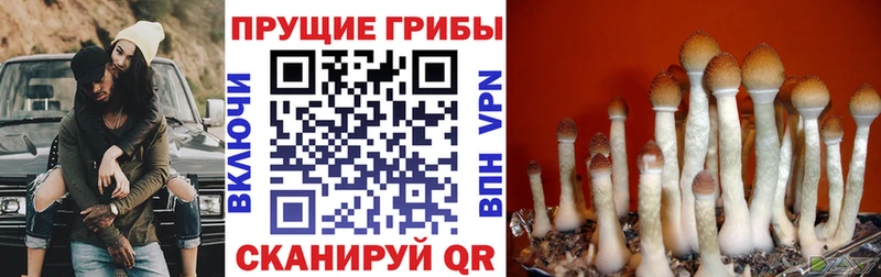 Псилоцибиновые грибы мицелий  Каменск-Шахтинский 